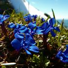 Endlich blüht es wieder in den Alpen