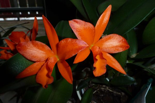 Endlich blüht sie ...!