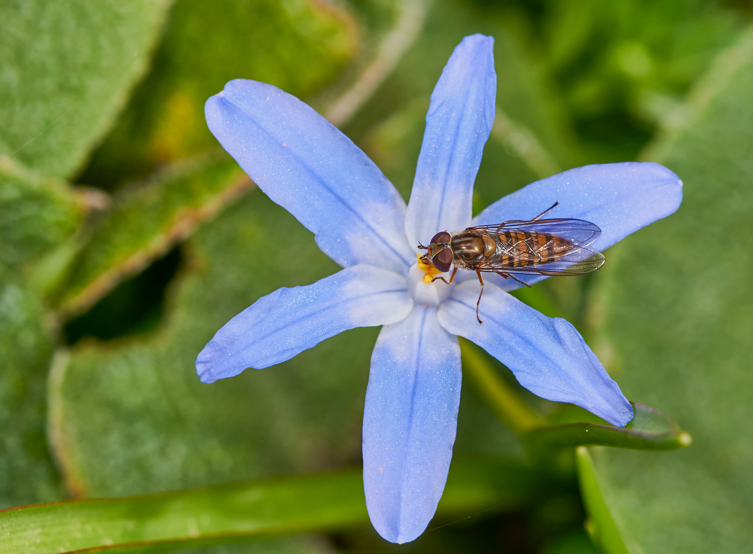 Endlich Blümchen...