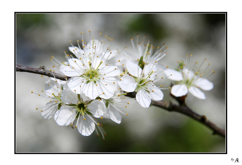 --- Endlich Blüte ! ---