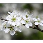 --- Endlich Blüte ! ---