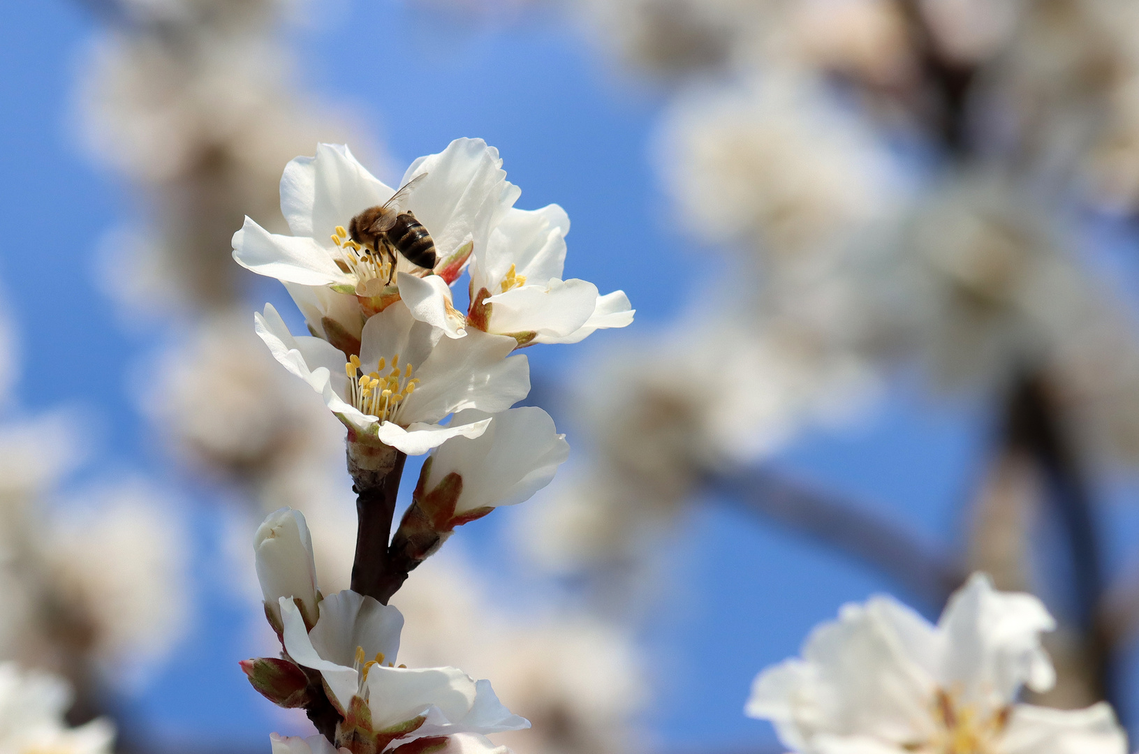 Endlich Blüten