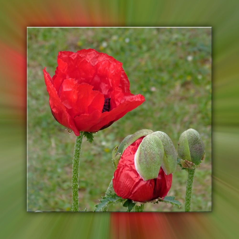 Endlich bricht der Mohn