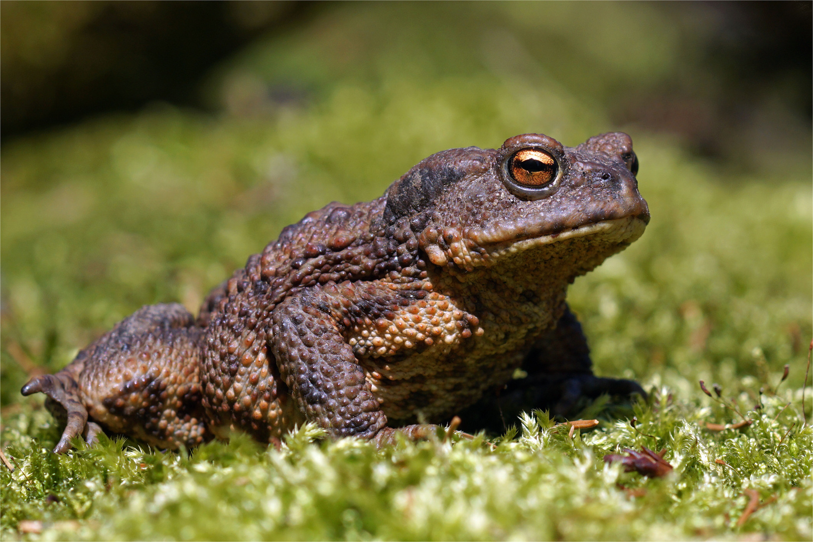 Endlich... Bufo bufo - Erdkröte