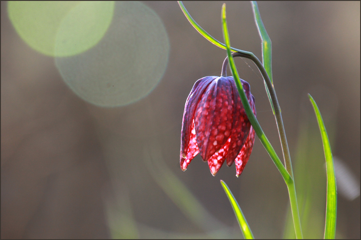 "...endlich da.....die Schachbrettblume...!"