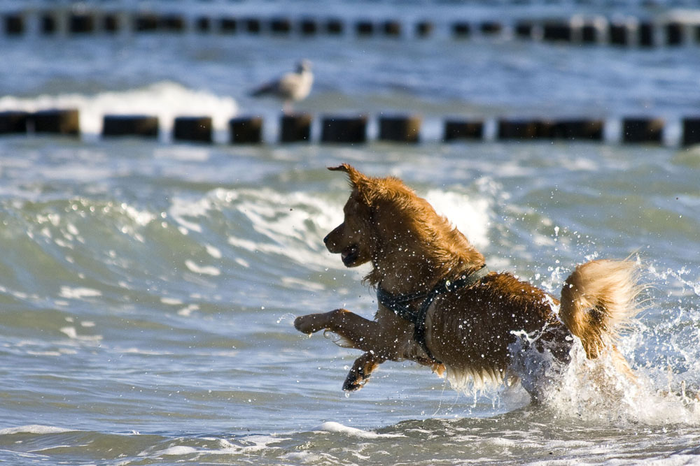 Endlich darf ich ins Wasser!