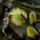 Endlich der Frühling ist da.