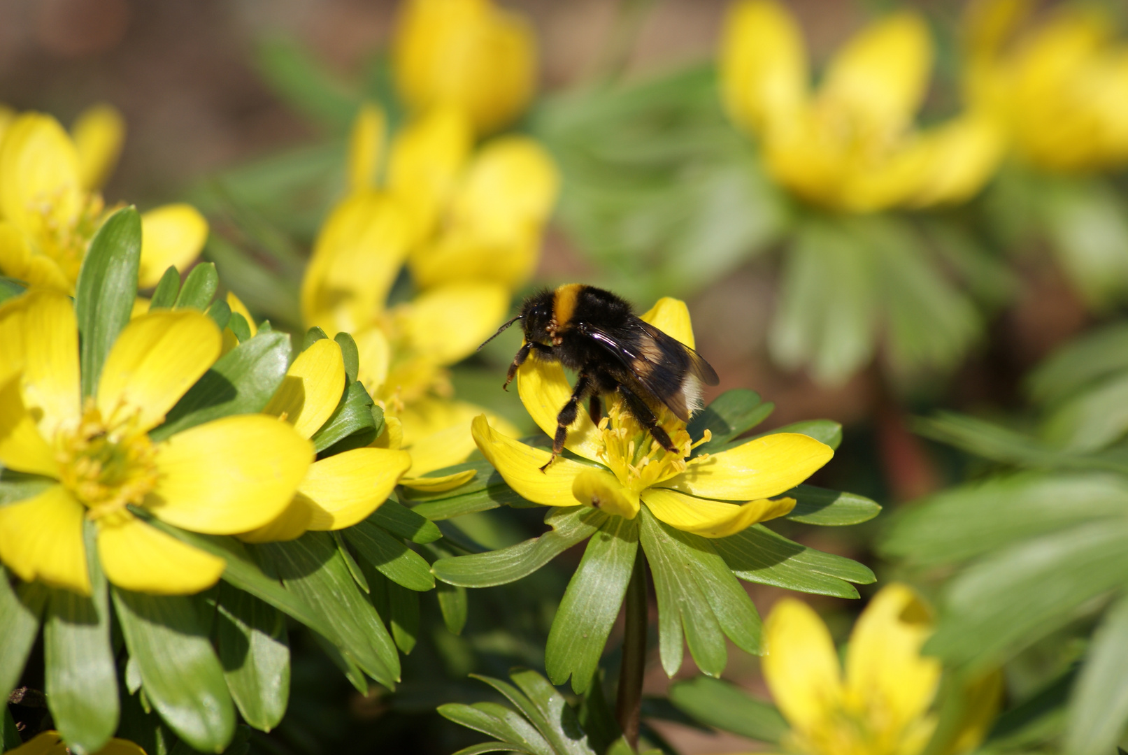 ...endlich, der Frühling ist da...