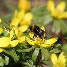 ...endlich, der Frühling ist da...