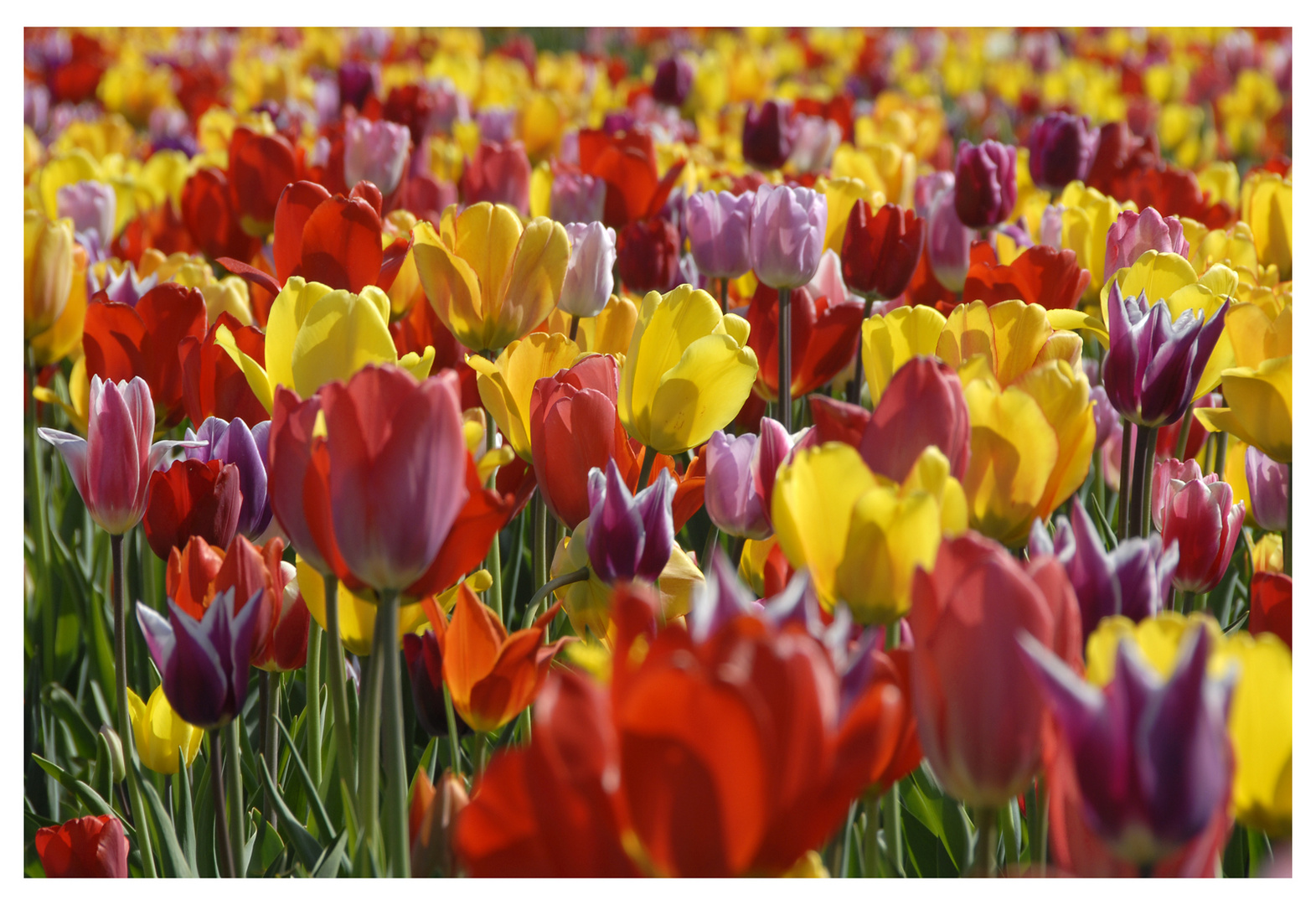 Endlich der Frühling ist da !