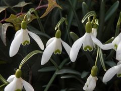 Endlich: Der Frühling ist da .... und mit ihm leuchten die Frühblüher