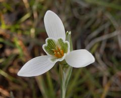 Endlich: Der Frühling ist da .... und mit ihm leuchten die Frühblüher