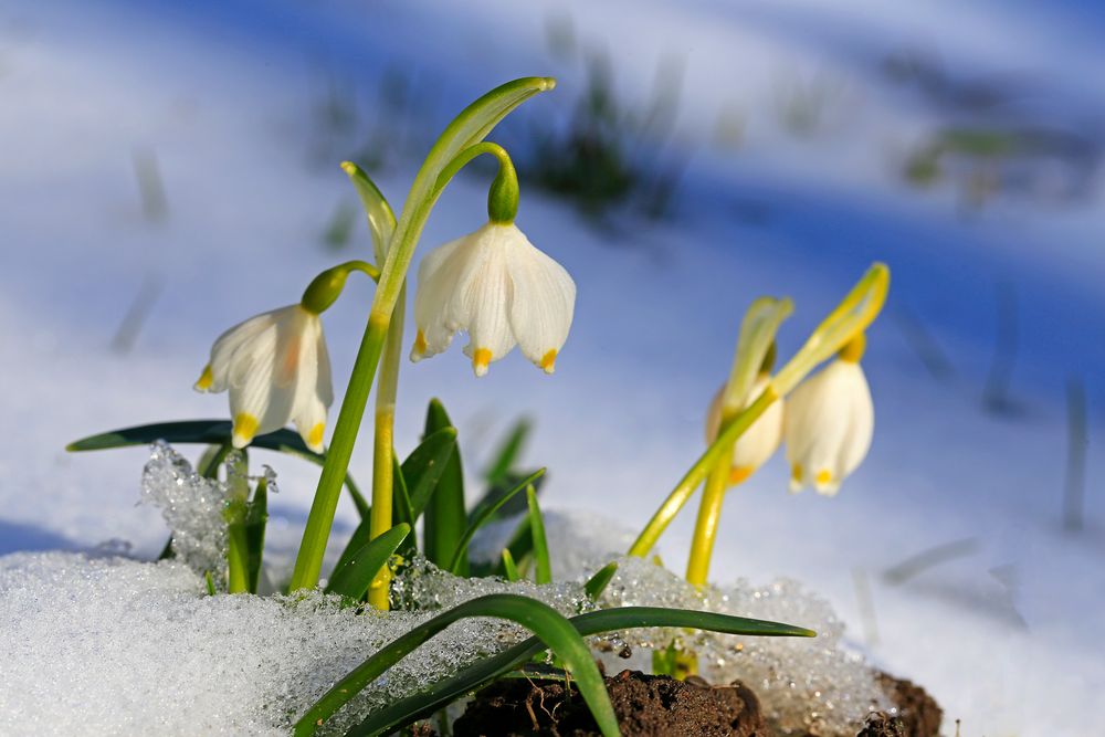 Endlich!! Der Frühling kommt !