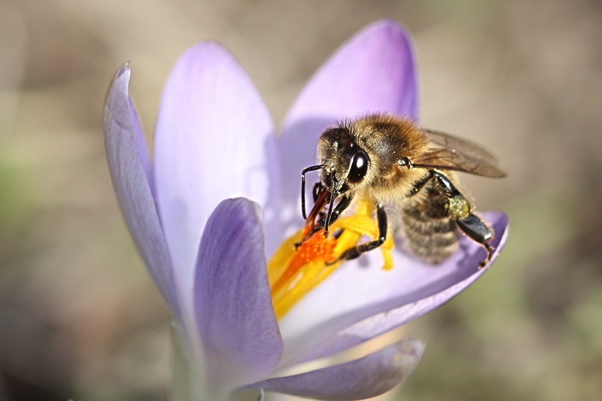 Endlich, der Frühling kommt # die ersten Erdbienen