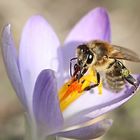 Endlich, der Frühling kommt # die ersten Erdbienen