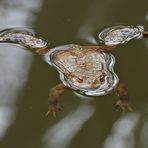 Endlich: Die Erdkröten sind aktiv 07