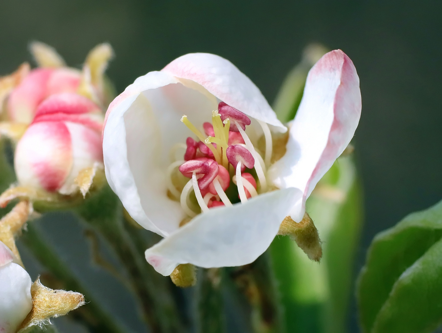 endlich die erste Apfelblüte