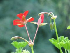 Endlich die ersten Blüten