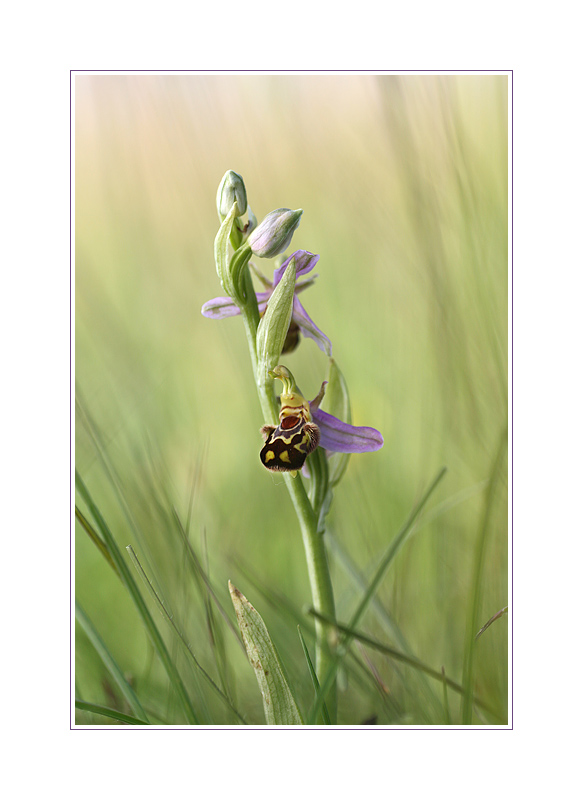 Endlich: Die Ophrys apifera