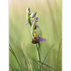 Endlich: Die Ophrys apifera