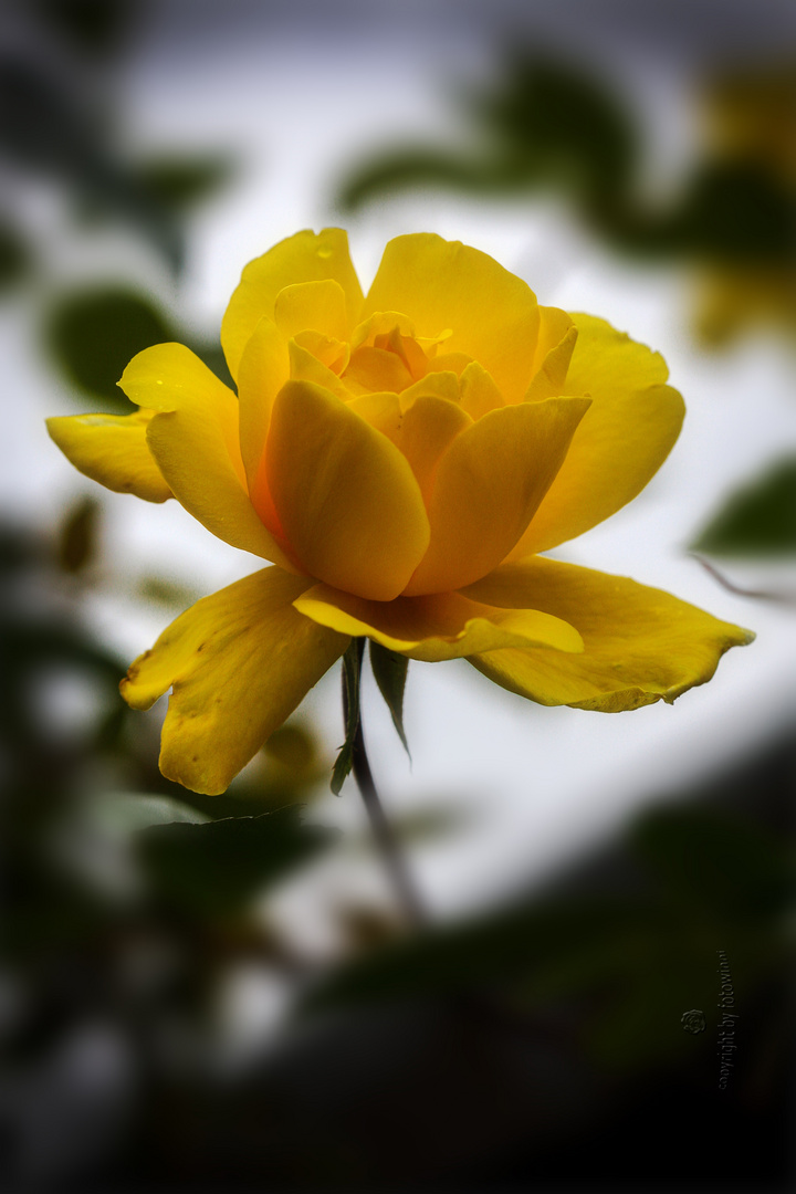 endlich, die Rosenblüte beginnt