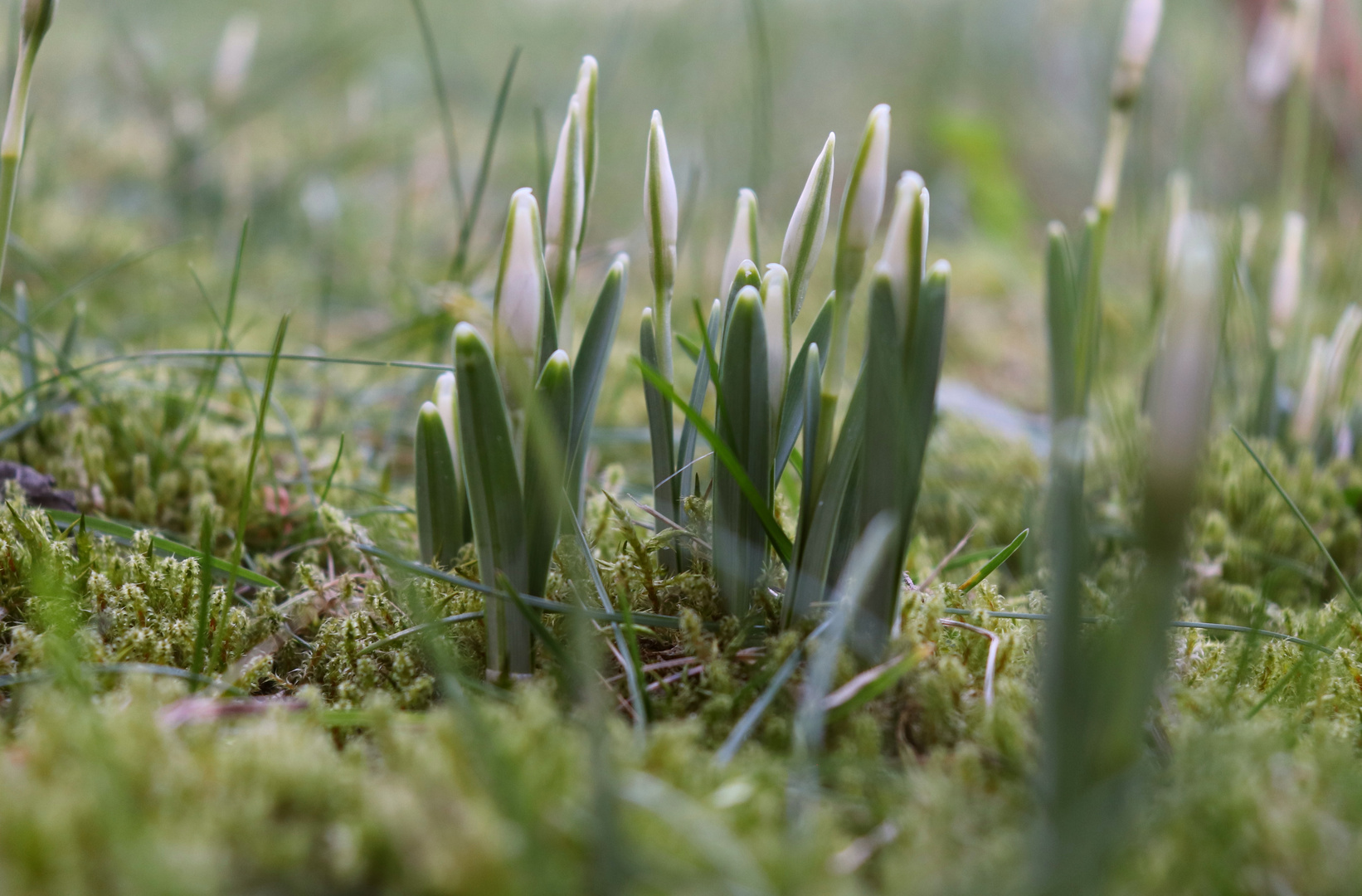 Endlich die Vorboten des Frühlings Foto & Bild pflanzen, pilze