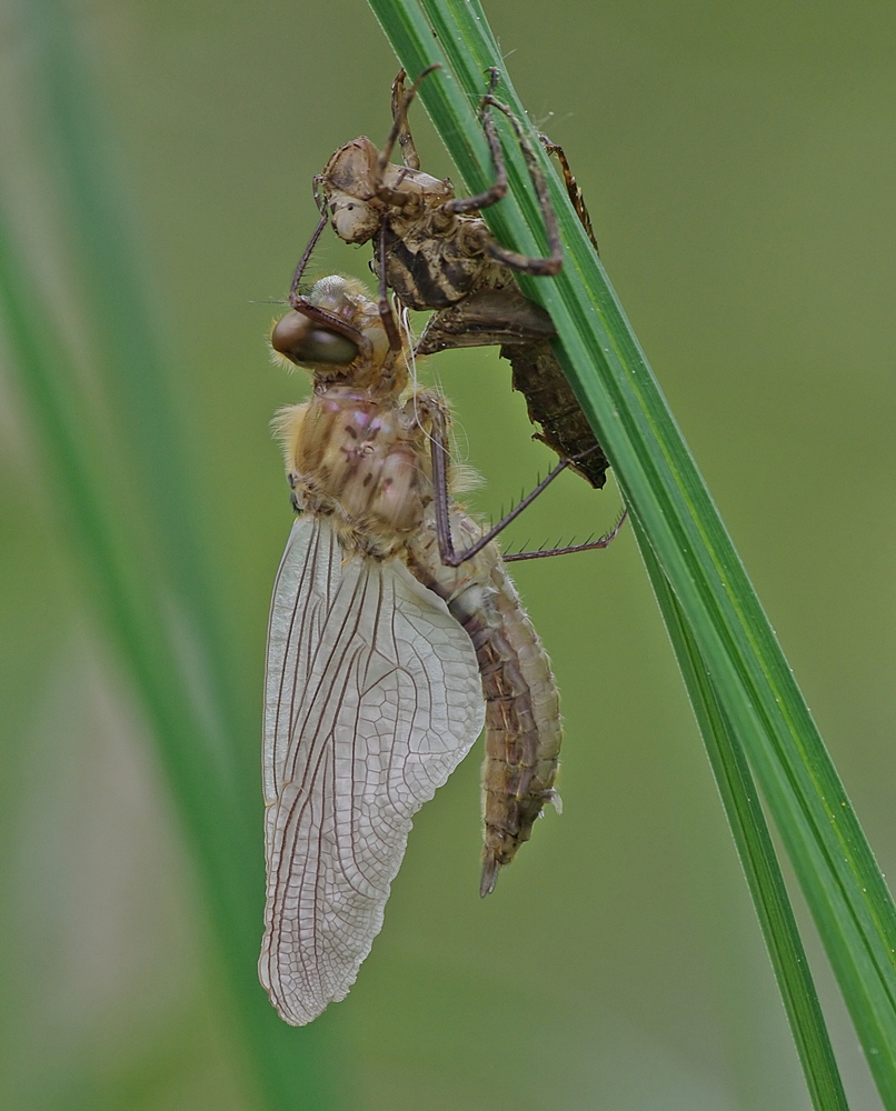 Endlich draußen - Falkenlibelle nach dem Schlüpfen