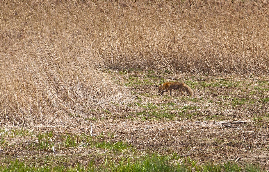 Endlich ein Fuchs in freier Wildbahn