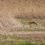 Endlich ein Fuchs in freier Wildbahn