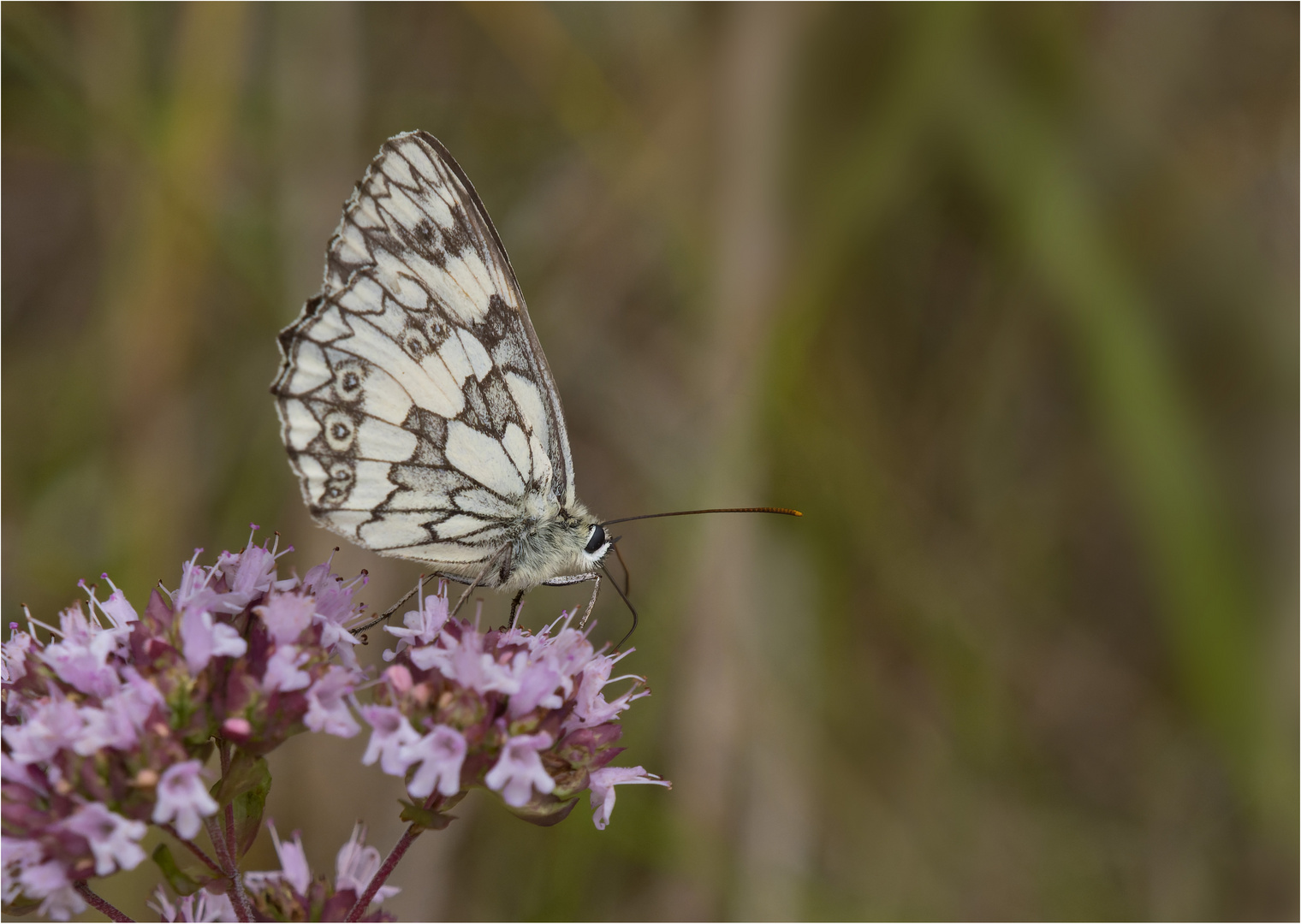 Endlich ein Schachbrettfalter