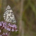 Endlich ein Schachbrettfalter