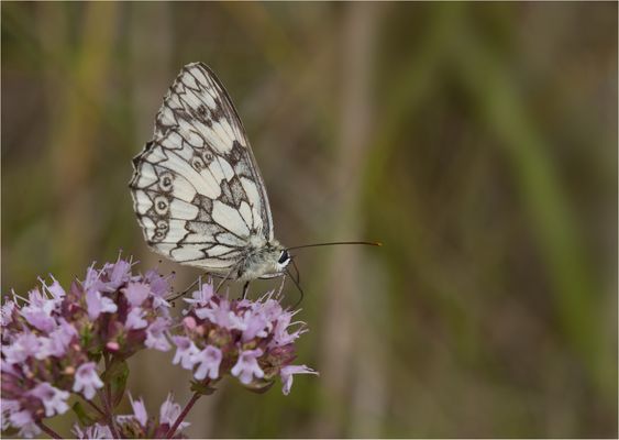Endlich ein Schachbrettfalter