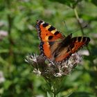 Endlich ein Schmetterling