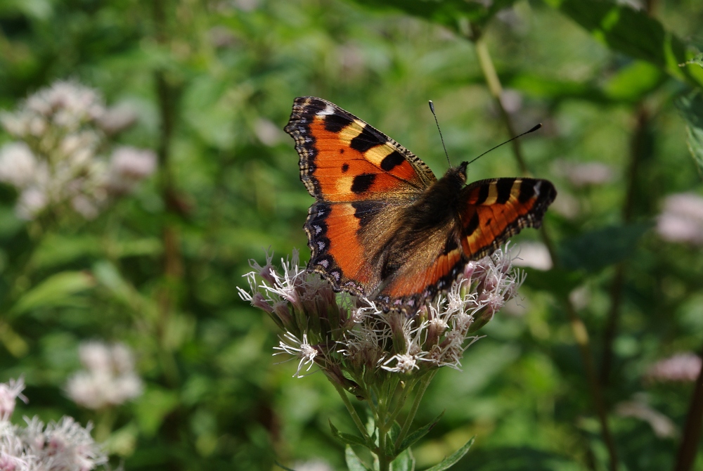 Endlich ein Schmetterling