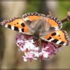 Endlich, ein Schmetterling!