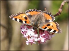 Endlich, ein Schmetterling!