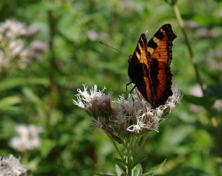 Endlich ein Schmetterling