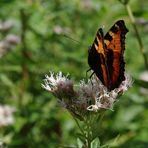 Endlich ein Schmetterling