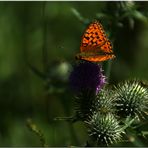 endlich ein Schmetterling