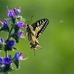 endlich ein schmetterlingstag... :-)