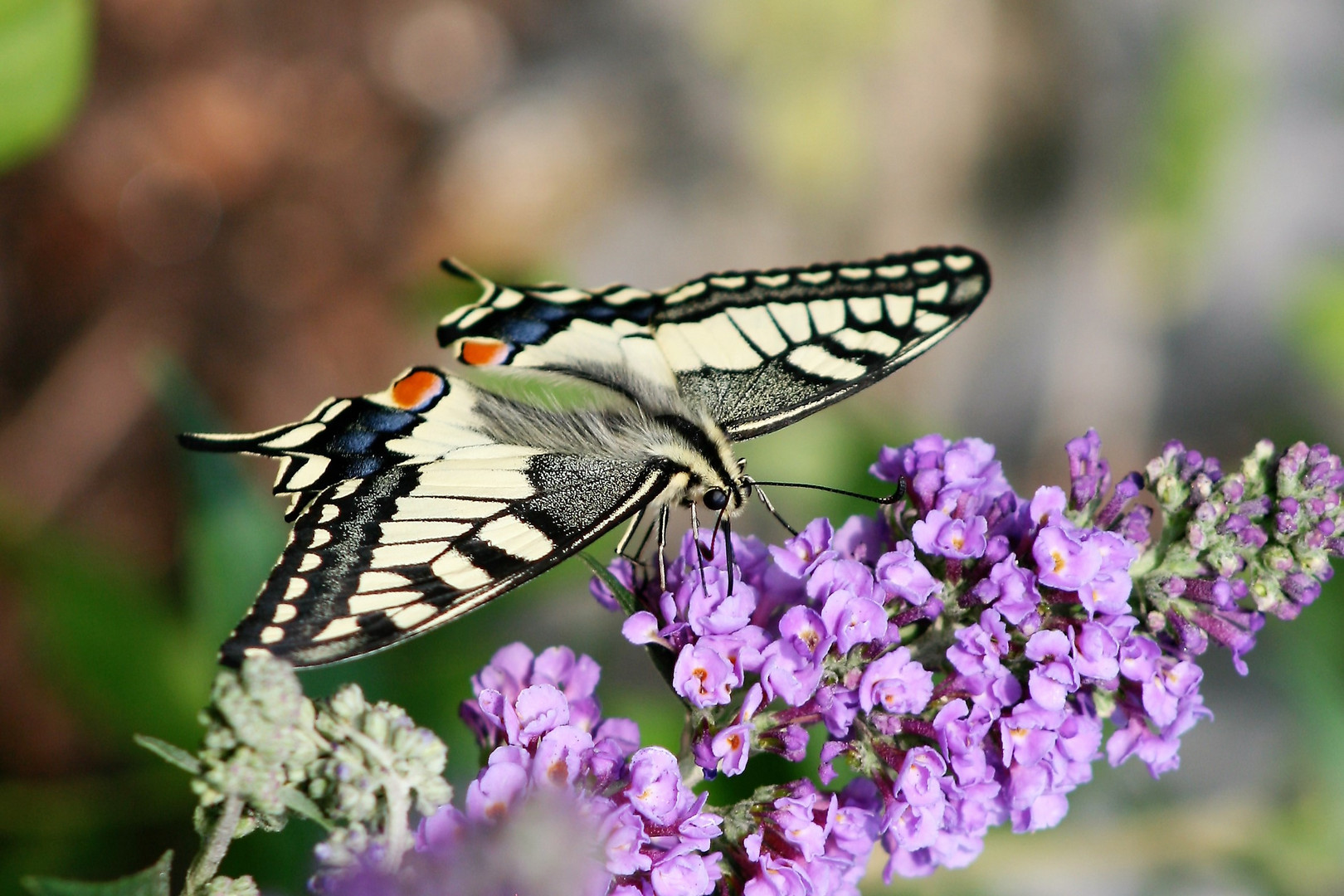 Endlich- ein Schwalbenschwanz (Papilio machaon)