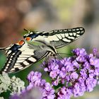 Endlich- ein Schwalbenschwanz (Papilio machaon)