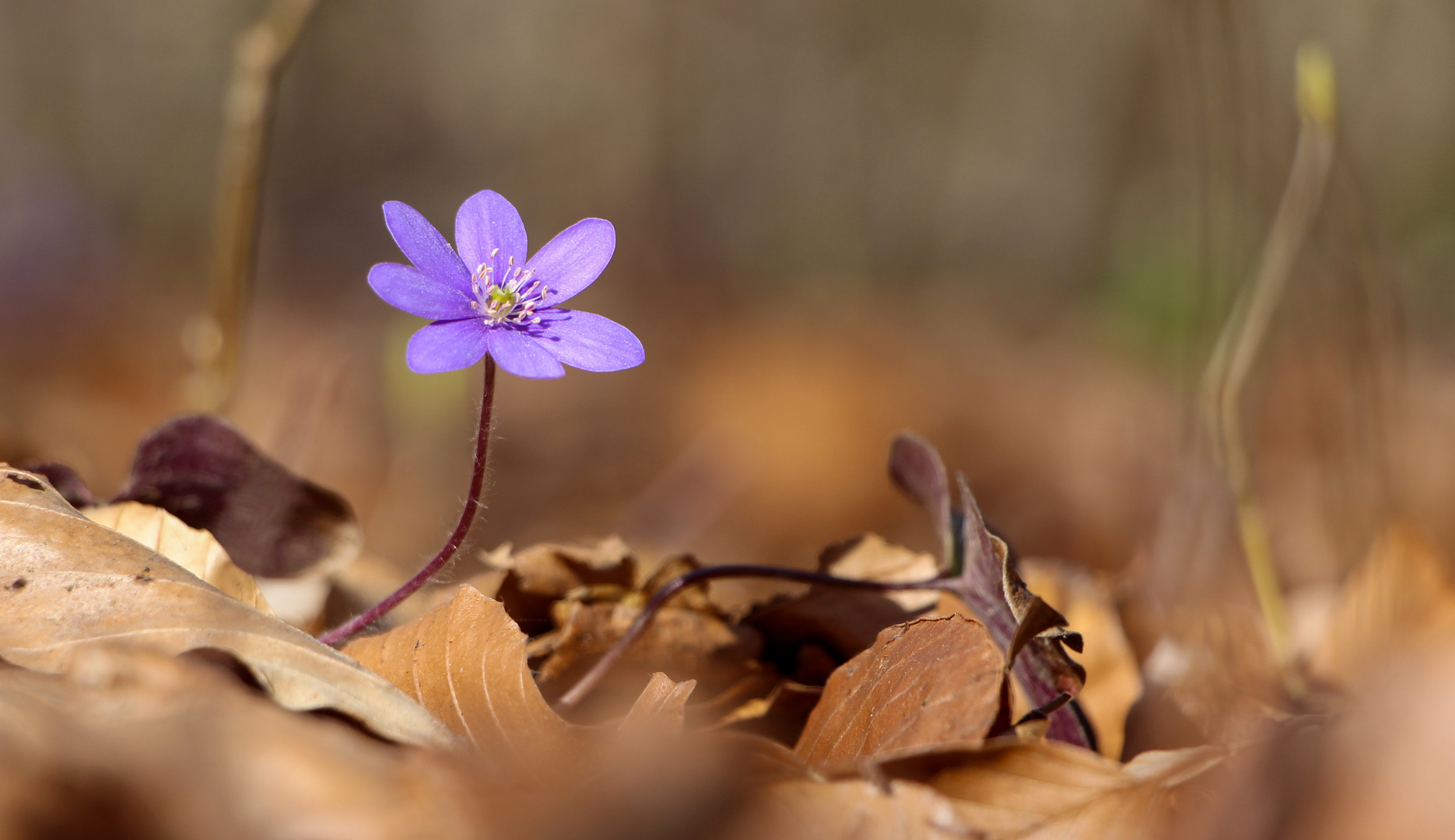 Endlich ein wildes Leberblümchen