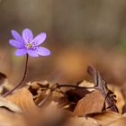 Endlich ein wildes Leberblümchen