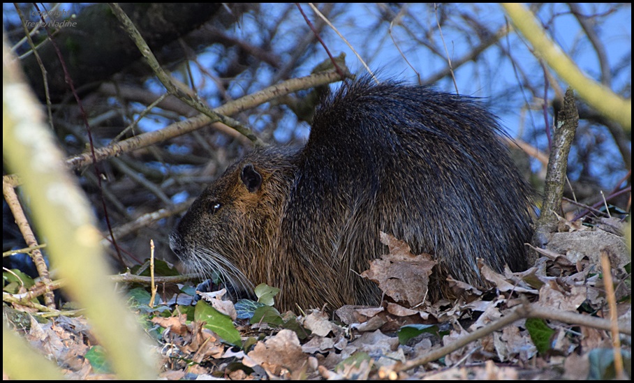 Endlich ...ein WL Nutria !!!