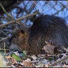 Endlich ...ein WL Nutria !!!