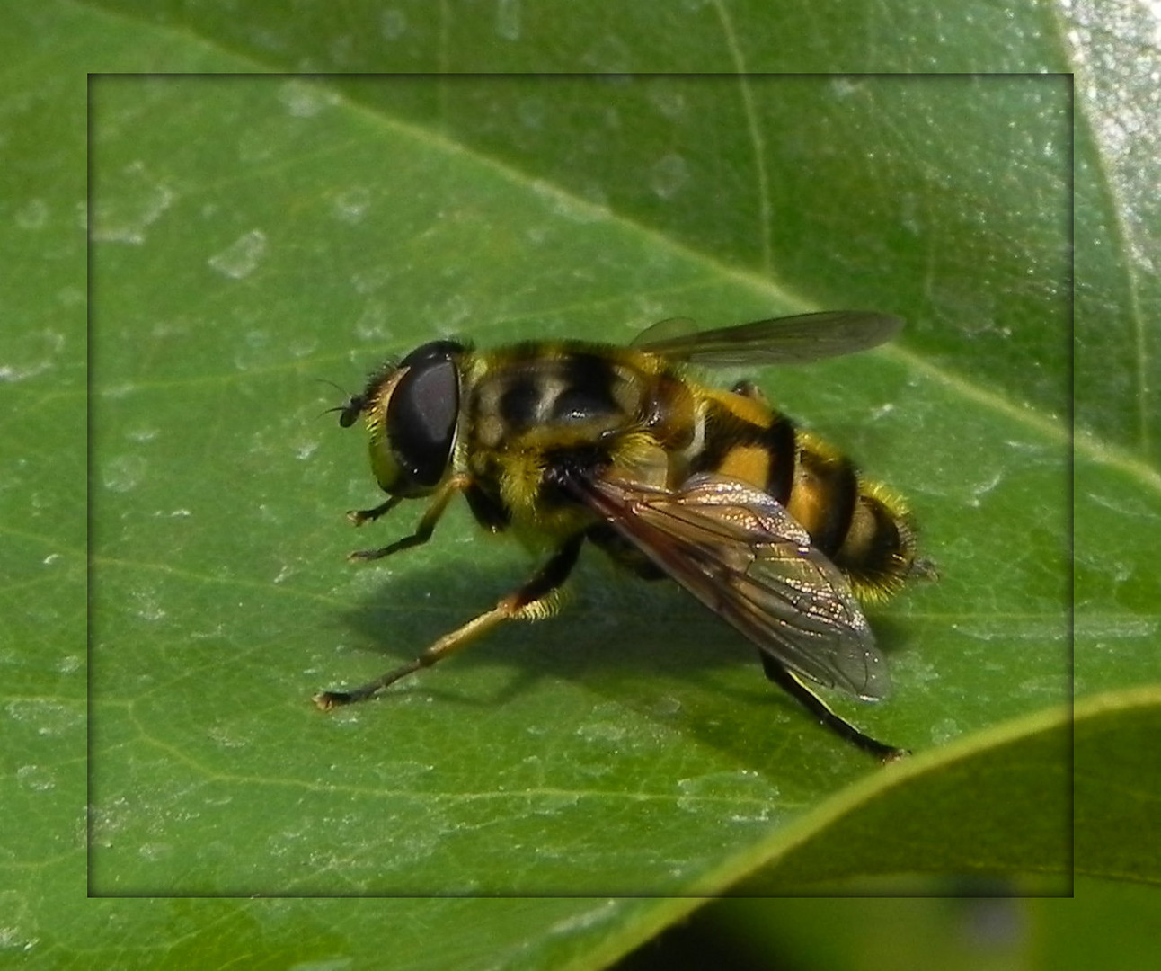 Endlich eine  Biene oder eine