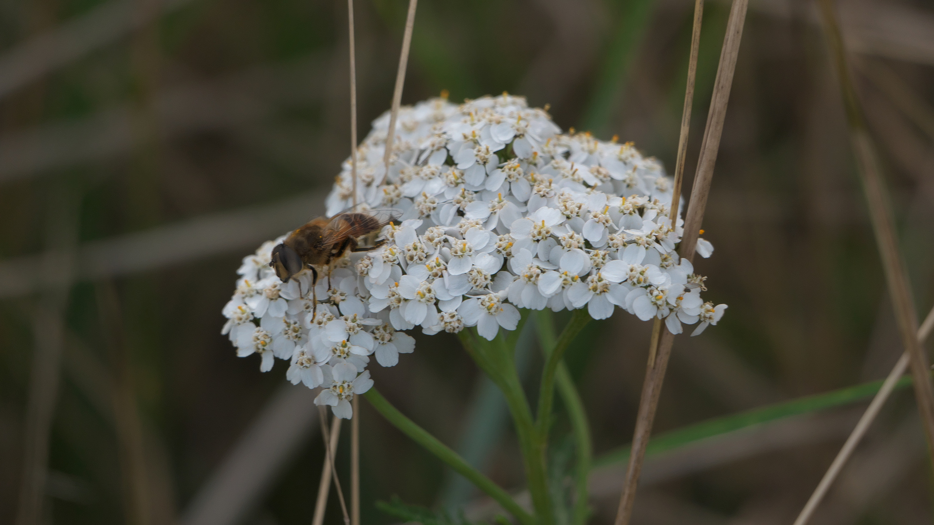 Endlich eine Blüte