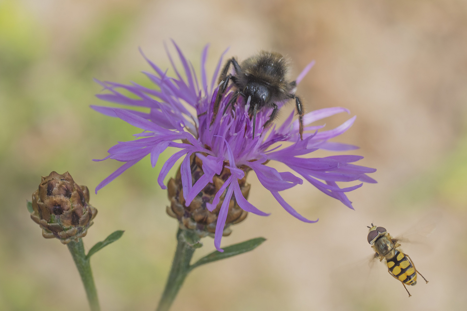 Endlich...... eine Blume