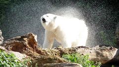 ... endlich eine kühle dusche ...